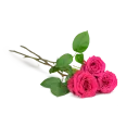 Kytice ekvádorských růží 80 cm